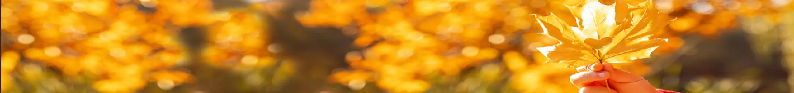 Herfstvakantie Den Bosch